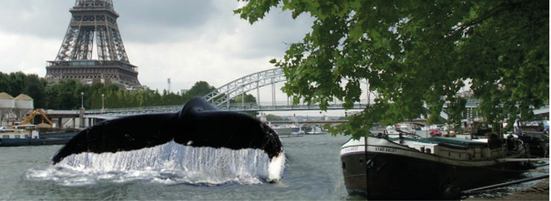Baleine dans la Seine